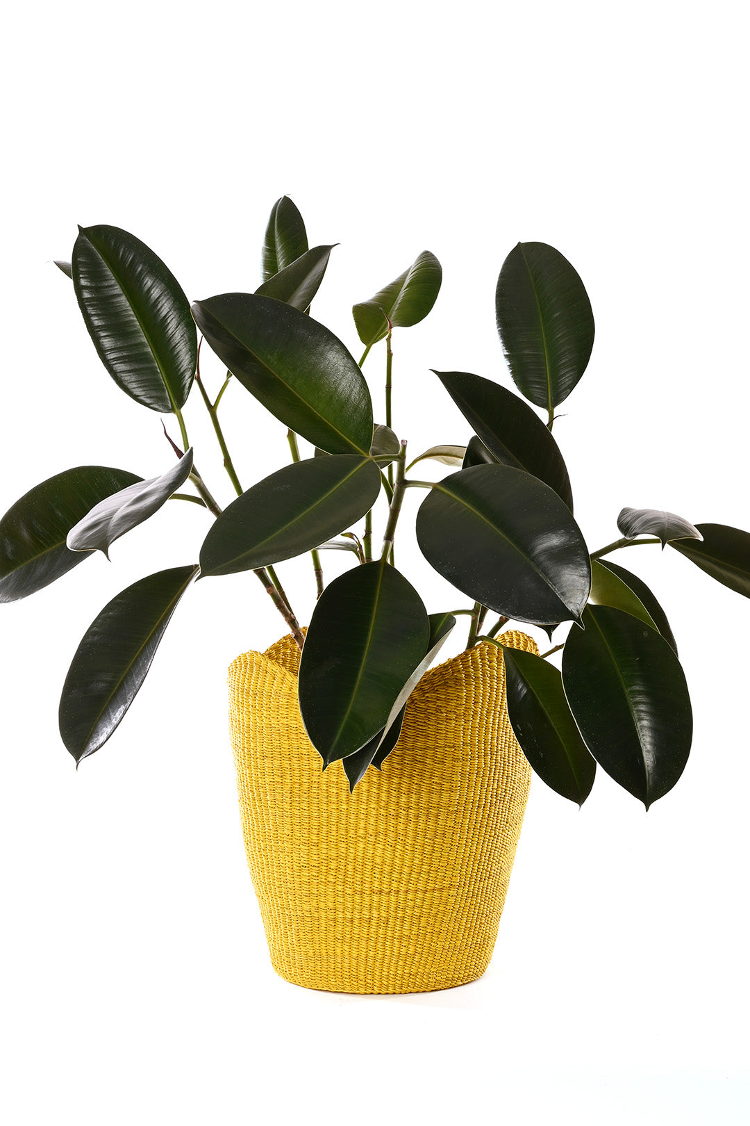 Yellow Elephant Grass Tulip Baskets