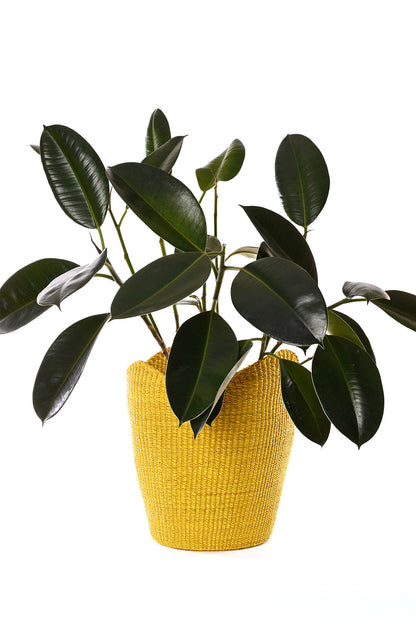 Yellow Elephant Grass Tulip Baskets